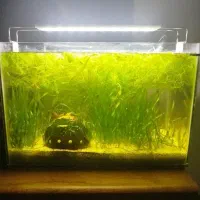 همه مدل ماهی اکواریوم