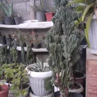انواع گل آپارتمانی