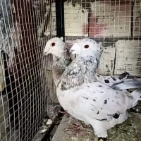 کبوتر سارنرکاکلی