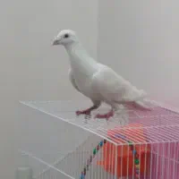 پرنده