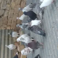 فروش کبوتر|پرنده|کویرات, |دیوار