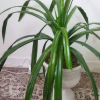 گل طبیعی