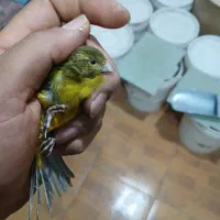 انواع قناری مرغ و کبوتر