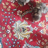 سه تا گریه کوچولو ناز