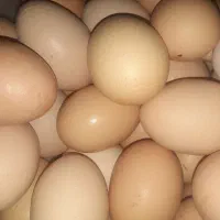 تخم مرغ محلی