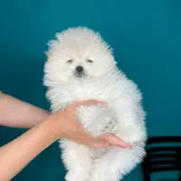 توله‌پامرین‌خرسی‌اصلی