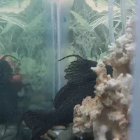 ماهی کت فیش|ماهی|ری, علایین|دیوار