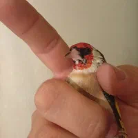 سهره چانه سفید اروپایی گل قفل|پرنده|دامغان, |دیوار