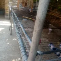 تخت فلزی بسیار قوی ومحکم