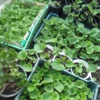 گل سینره و ... به فروش میرسد