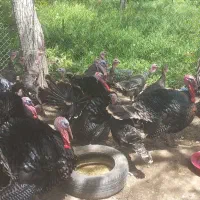 بوقلمون محلی ارگانیک و پرورشی پاک کردن رایگان|حیوانات مزرعه|کبودرآهنگ, |دیوار