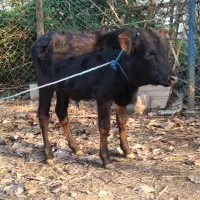 ورزا کوله سیاه دوتا چالوسی ومیزان|حیوانات مزرعه|رشت, حومه رشت|دیوار