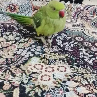 طوطی ملنگو سخن گوفروشی|پرنده|لاشار, |دیوار