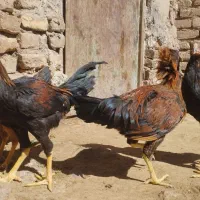 جوجه . مرغ .خروس لاری .جوجه لاری|حیوانات مزرعه|تربت‌حیدریه, ترمینال|دیوار