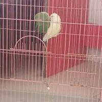طوطی پرنده|پرنده|شیراز, ابیوردی|دیوار