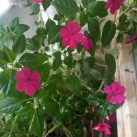 انواع گلهای اپارتمانی