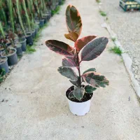 گل هدیه ویژه روز مادر