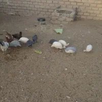 سه عدد اردک و۶تامرغ شاخدار فروشی