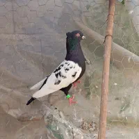 کفتر