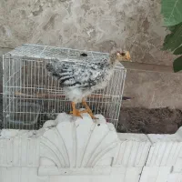 جوجله همراه با قفسه پرنده
