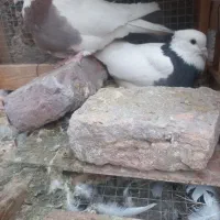 کفتر طوقی نرماده|پرنده|بم, |دیوار