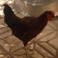 فروش خروس چهل تاج