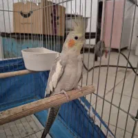 عروس هلندی