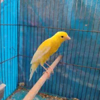 قناری|پرنده|اصفهان, همت‌آباد|دیوار