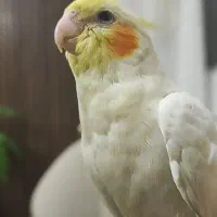 عروس هلندی گمشده