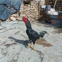 لاری بی عیب