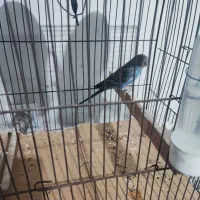 مرغ عشق جفت سلامت|پرنده|اسلام‌شهر, شهرک امام حسین (میان آباد)|دیوار