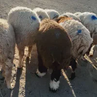 ۱۱راس شیشک دورگ قلمدار|حیوانات مزرعه|جیرفت, |دیوار