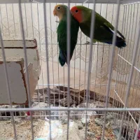 عروس کوتوله جفت