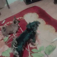 دزدیدن شدن سگ جسی ادش ورومینا