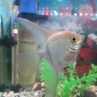 ماهی آنجل مولد