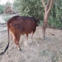 فروش گاو چاق ماده جوان|حیوانات مزرعه|پیر سهراب, |دیوار