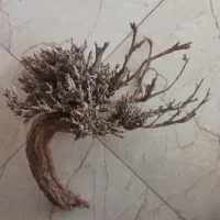 گیاه آکواریومی|ماهی|اراک, |دیوار