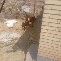 بز وکره جوان فروشی