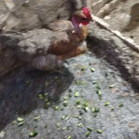 دوتا خروسی فروش یا معاوضه