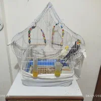 قفس عروس هلندی