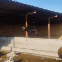 بز جوان نر مست مست|حیوانات مزرعه|سرخنکلاته, |دیوار