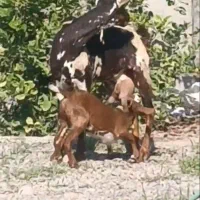 بز  کهره عمانی پر شیر موقعیت جیرفت