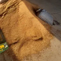 گندم