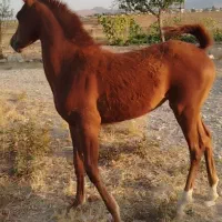 کره مادیان شش ماه