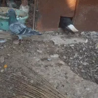 کبوتر رنگی وخارجی|پرنده|آبپخش, |دیوار