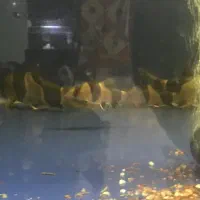 لوچ دلقک اوور سایز ماهی اکواریوم