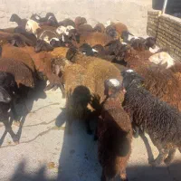 بره نرماده افشاری.