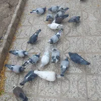 کبوتر|پرنده|تربت‌حیدریه, شهرک ولیعصر|دیوار