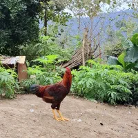 تعدادی مرغ خروس، غاز کاکلی، اردک کاکلی و بوقلمون|حیوانات مزرعه|لنگرود, |دیوار