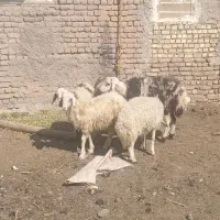 بره قوچی بروجردی